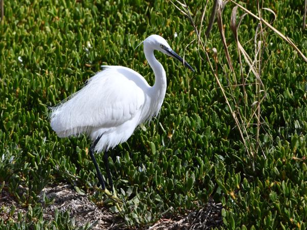 <h3><a href="/trips/grancanaria-2023/biota/animalia/chordata/aves/015 pelecaniformes/002 ardeidae/egretta garzetta/egretta garzetta-nl.html">Egretta&nbsp;garzetta</a> / Little&nbsp;egret / Kleine&nbsp;zilverreiger</h3>NIKON D500 met 500.0 mm f/5.6, 1/1600 sec  bij F5.6, ISO 250, afstand 23.7&nbsp;m